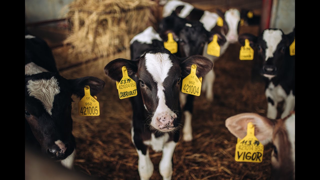 ZD Všestary - chov masného skotu