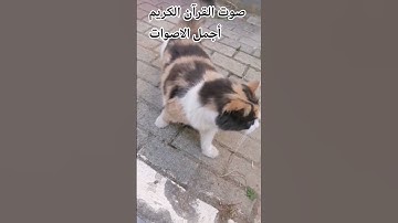 تلاوه خاشعة من القرآن الكريم بصوت جميل للشيخ ياسر الدوسري # #راحة_نفسية #اكسبلور #الرحمن #تصويري