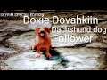 SKYRIM DOXIE DOVAHKIIN DACHSHUND DOG FOLLOWER