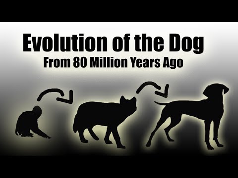 TIMELAPSE: Evolution Of The Dog (EVERY YEAR) - 80 Million Years In a Video (HD)