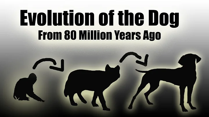 TIMELAPSE: Evolution Of The Dog (EVERY YEAR) - 80 Million Years In a Video (HD) - DayDayNews