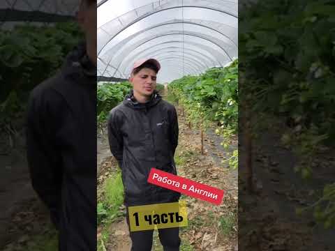 Работа в Англии кор дар Англия #великобритания #англия