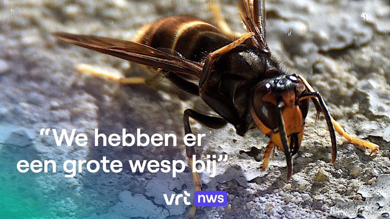 Aziatische hoornaars: wat moet je doen als ze aanvallen?