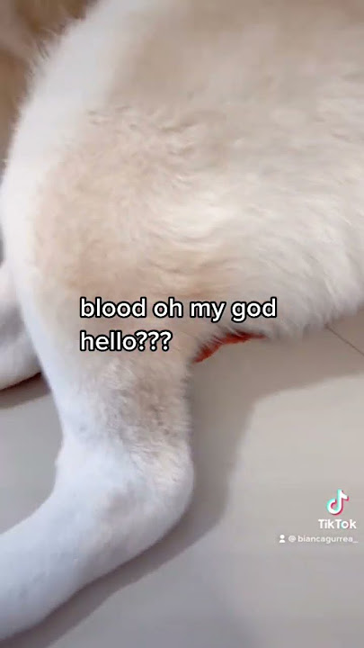 My dog is on her period again. Lol! #viral #dog #blood