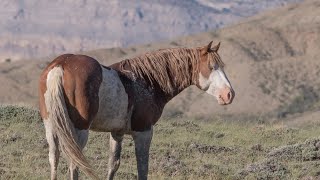 Salt Wells Creek Wild Mustang Horses in Wyoming Episode 18 Wild Wonders of America by Karen King