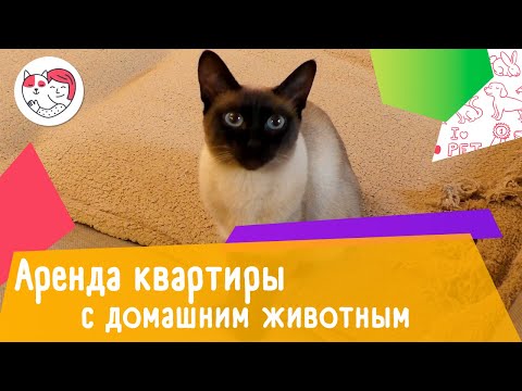 Как снять квартиру с домашним животным: 4 правила