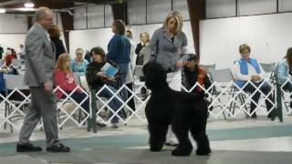 Anna & Puma - Black Russian Terrier puppy