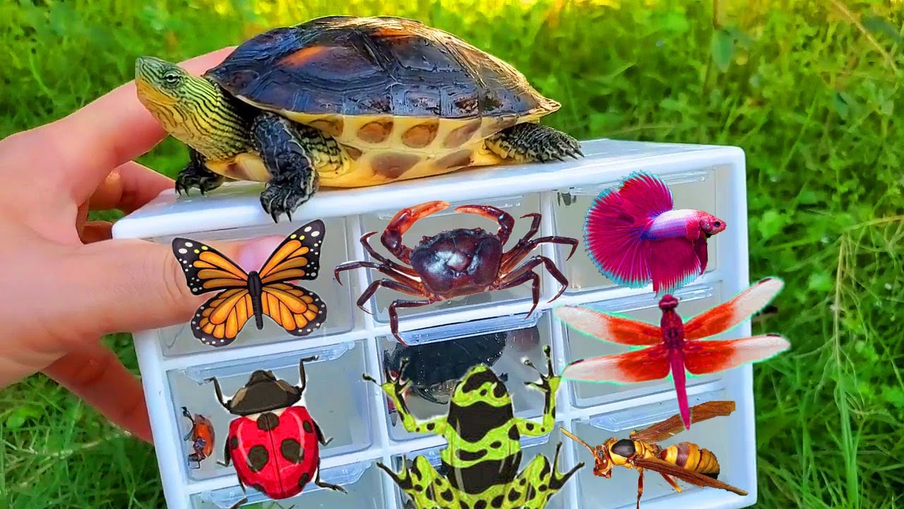 I Catching insects in the garden, I got Channa striata, Tadpoles, Betta fish, ,Spider,turtle, crab