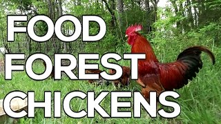 FOOD FOREST CHICKENS - Co-workers on our FARM!
