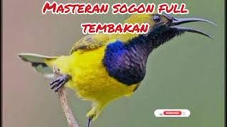 masteran sogon pull nembak terbaru 2024