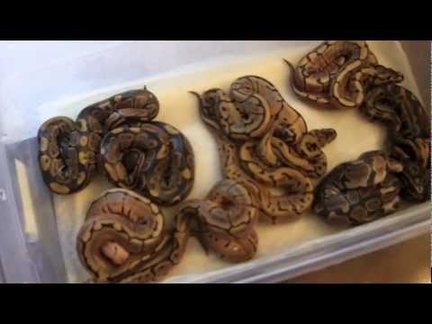 2012 Clutch #2 (Leopard X Spider)