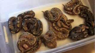 2012 Clutch #2 (Leopard X Spider)
