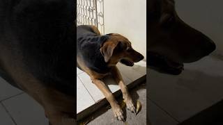 Cuanda triste #viralshort #pets #mascotas #live #funny #dog #dogs #pet #dogshorts #petsfofinhos