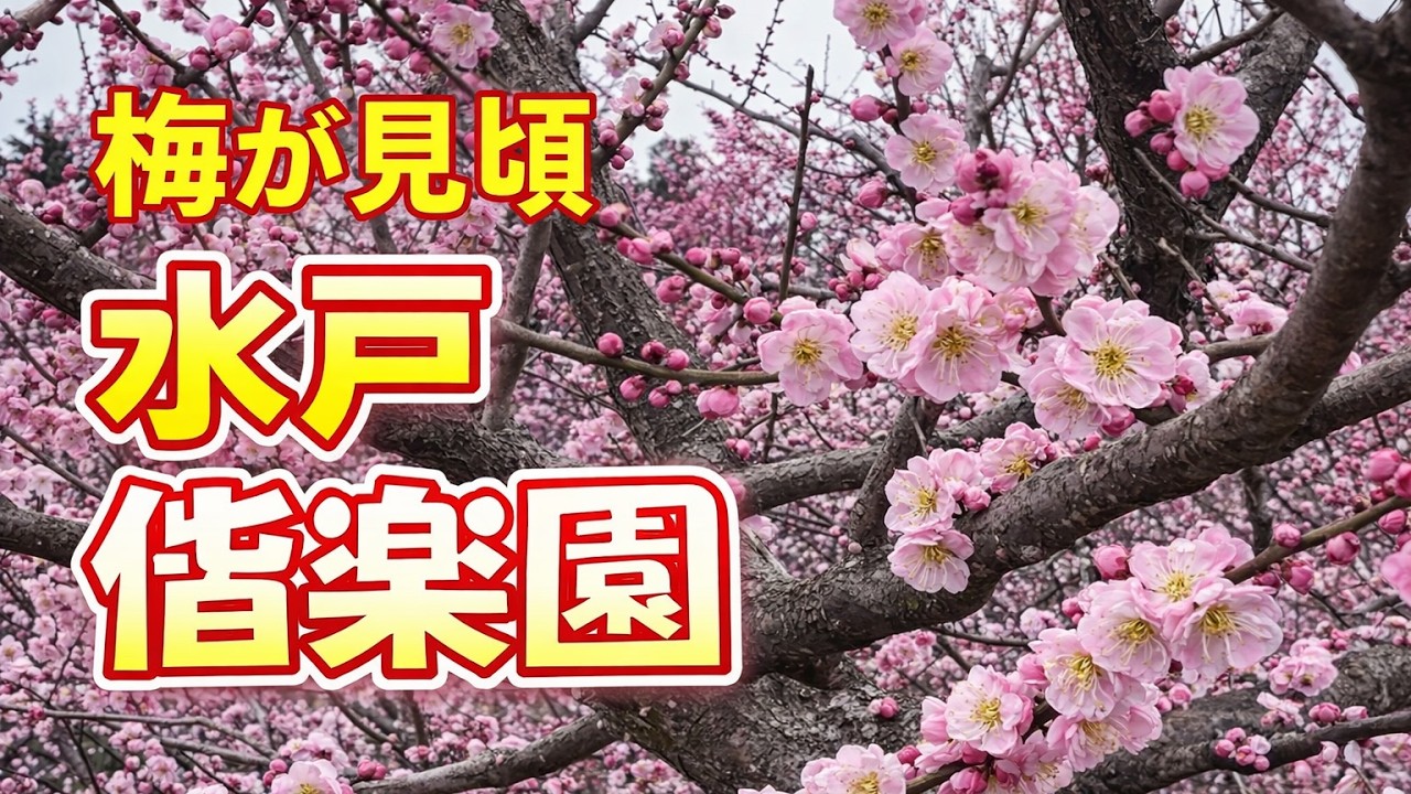 【水戸】偕楽園の梅が見頃｜3000本の梅と好文亭を散策