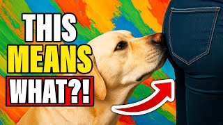 Canine Behavior Explained: That Awkward Butt-Sniffing Habit