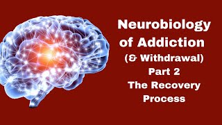 Neurobiology of Addiction Part 2 | Quickstart Guide