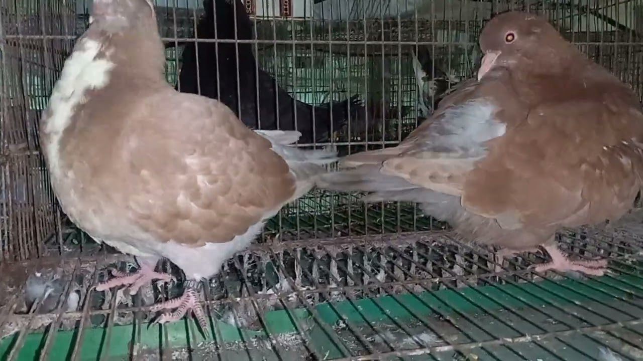 Bồ câu gà mỹ (phần 20) 