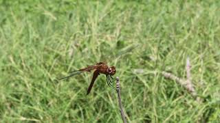 DragonFly's - 001.2 MVI 4876