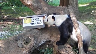 Tian Tian's 25th Birthday 8/27/22