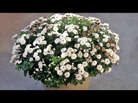 Video: Chrysanthemum Transplant: What Is The Best Way To Transplant A Chrysanthemum From One Place To Another In Summer, Spring And Autumn? How To Properly Transplant Chrysanthemums At Ho