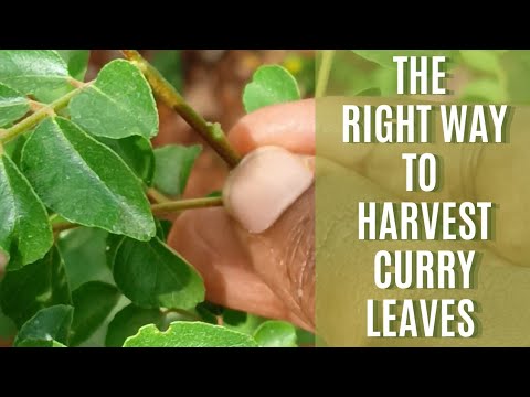 The right way to harvest curry leaves | How to make curry leaf plants bushy