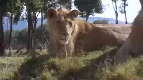 Leones, El Documental De Coleccin National Geograp...