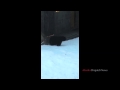 Bear cubs experience snow for the first time at the Alask Zoo