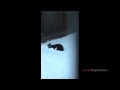 Bear cubs experience snow for the first time at the Alask Zoo