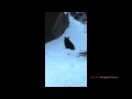 Bear cubs experience snow for the first time at the Alask Zoo