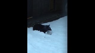 Bear cubs experience snow for the first time at the Alask Zoo