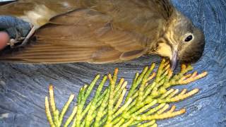 bird window into flew