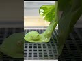 寝ているグミガエルに水を垂らしてみたら。フライシュマンアマガエルモドキ