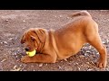 Fox Red Labradors Play Outside for the First Time!