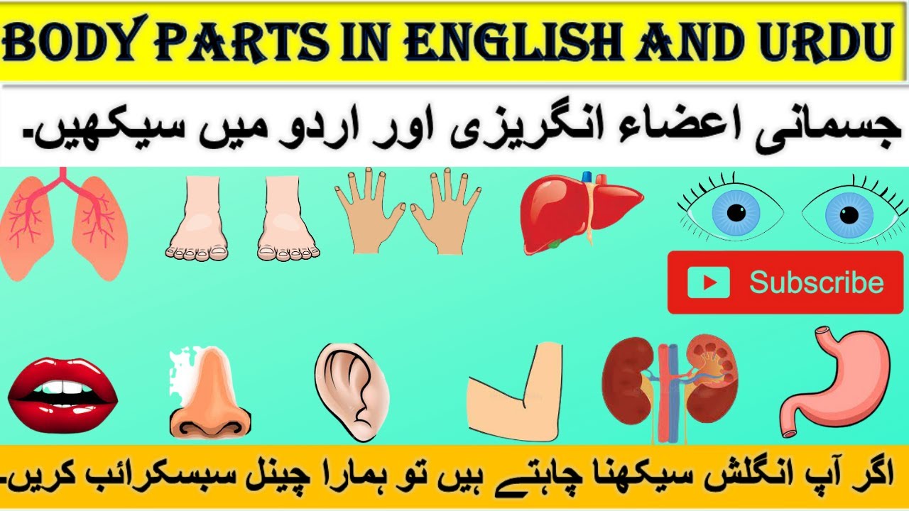 Learn Body Parts Name In Urdu To English Human Body Parts In Urdu learn-body-parts-name-in-urdu-to-english-human-body-parts-in-urdu