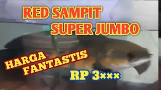 JUMBO RED SAMPIT CHANNA FISH #channamarulioides #youtube