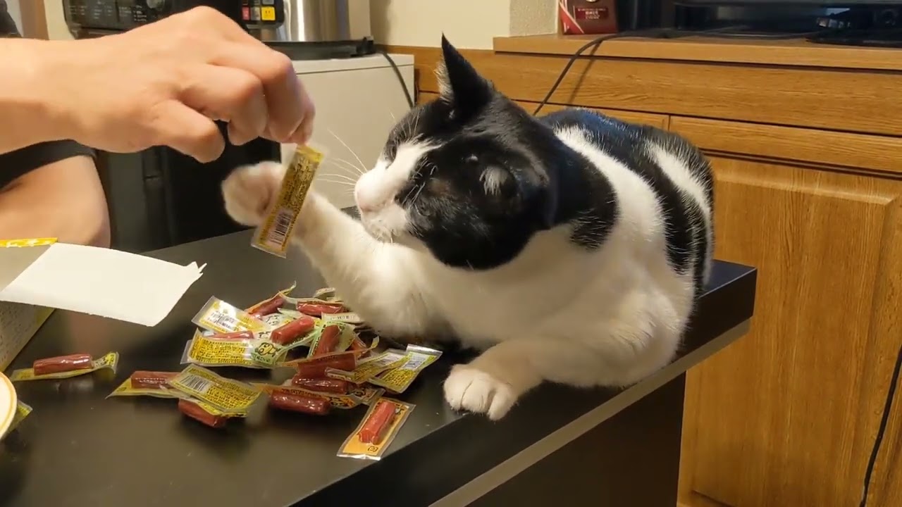 猫 おつまみカルパスを貰ってもどうして良いか分からない光男 光男と頼子 Youtube
