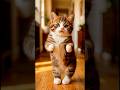 My cute kitty dancing in my room 👀😂😂😂🥰 #funny #comedy
