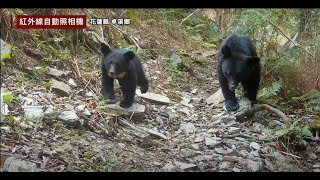 臺灣「友熊」之鄉卓溪一窺黑熊與人的秘密