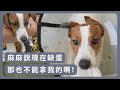 【Jack Russell Terrier傑克羅素㹴BonBon】蛋荒啊 今天來當一日蛋農採收蛋蛋?!#傑克羅素㹴#橘貓#柴犬#shorts