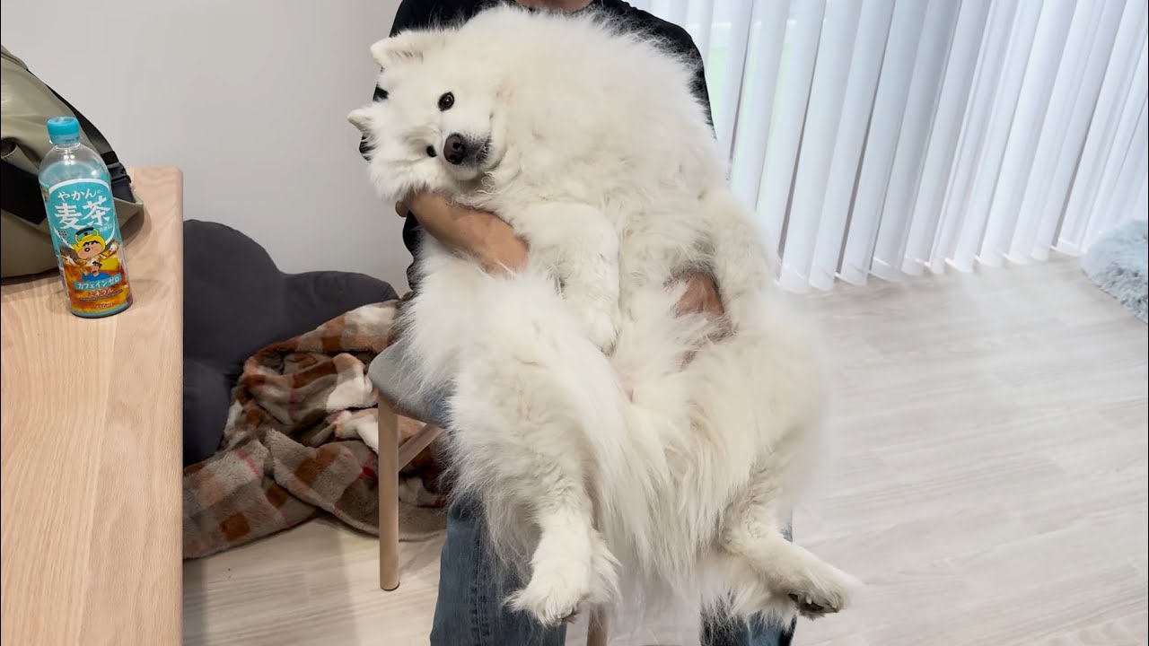 お家でまったりするサモエドが可愛すぎた