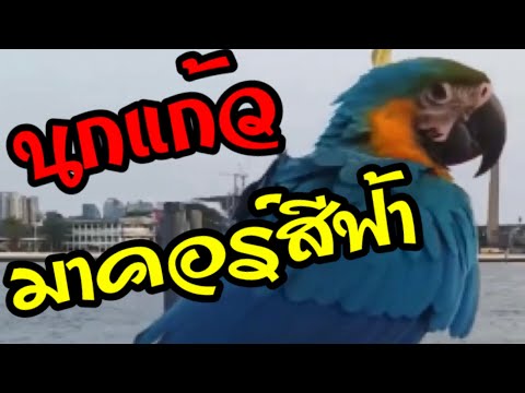มาดูนกแก้วมาคอร์สีฟ้า