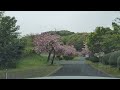 若い二人の心斎橋:三田明/吉永小百合