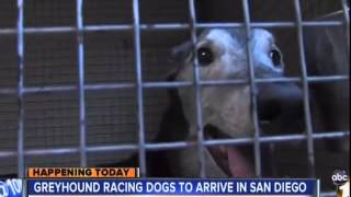 Greyhound Adoption Center on ABC 10