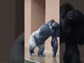 雨を避けて走るゴリラ🦍🌧️😂💨 #animals #cute #gorilla #rain #CHIEROZOO @chiero_piero