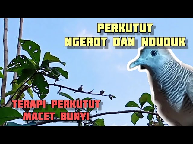 SUARA PERKUTUT LOKAL KEROT DAN NDUDUK class=