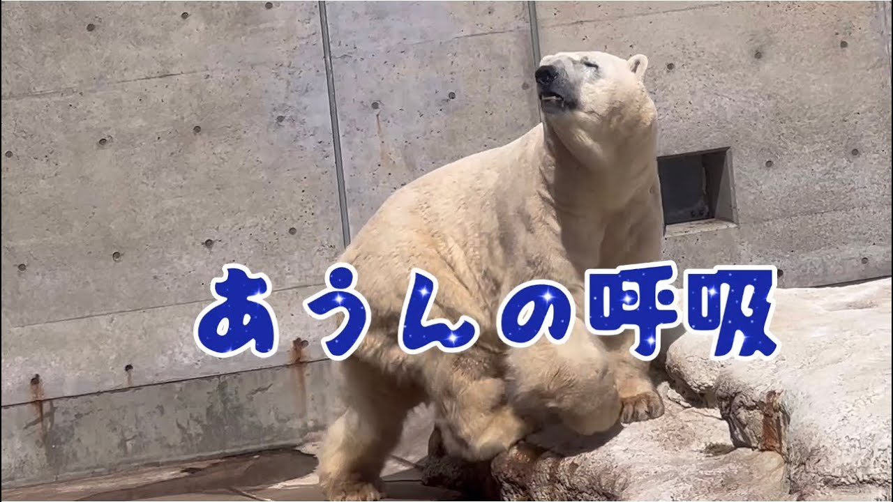 豪太を自在に操る飼育員さん凄っ(‎˶°0°‎˶)男鹿水族館GAOのホッキョクグマペアʕ•ᴥ•ʔユキ＆豪太