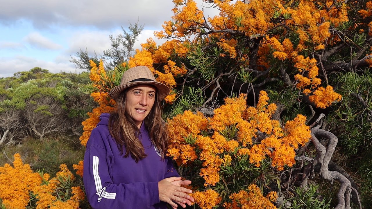 Christmas tree, the highest parasitic plant in the world YouTube