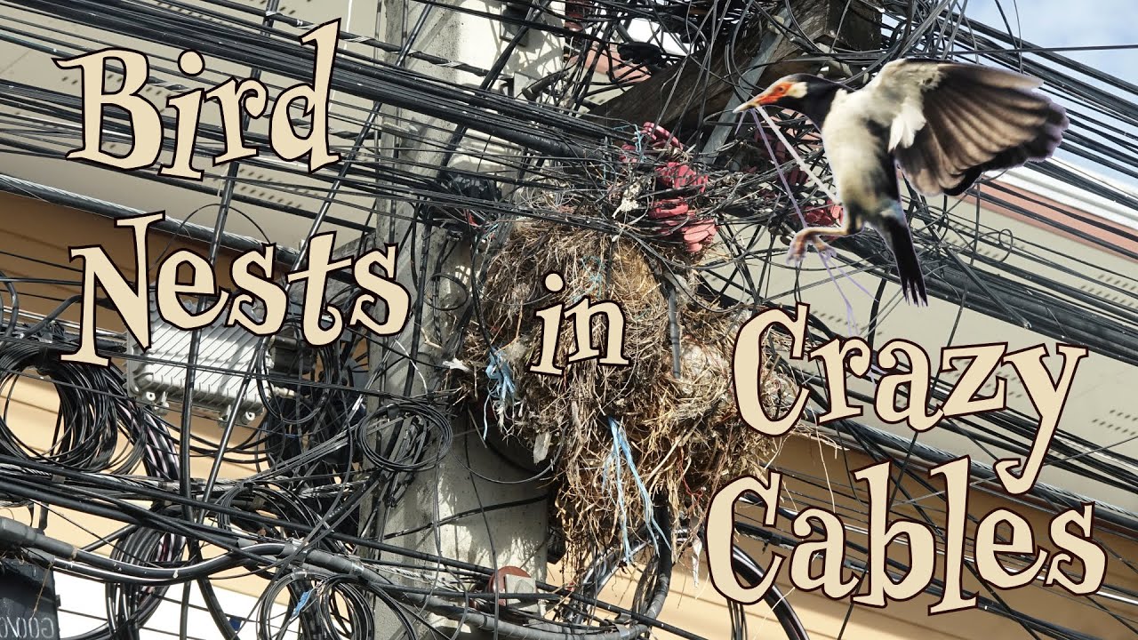 Bird nests in crazy cables