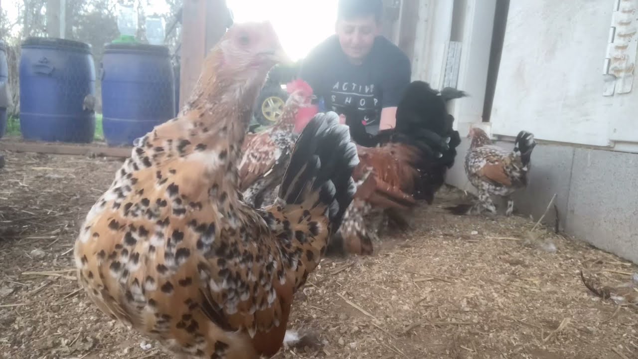 Review of Mille de Fleur and Barbu de Watermael Bantams Belgium Chickens Real Homestead Chickens 101