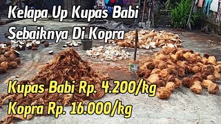 Proses Pengerjaan Kelapa Up Kupas Babi Menjadi Kopra